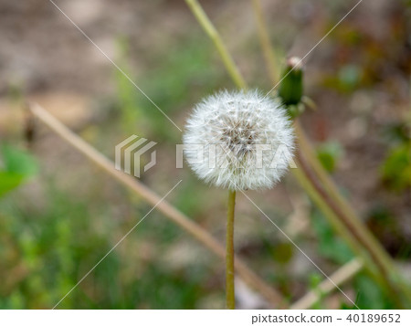Dandelion Dandelion 40189652