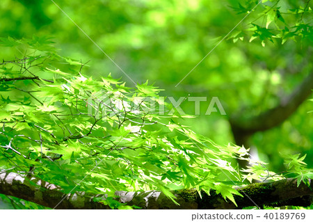 東海自然教育徑 40189769