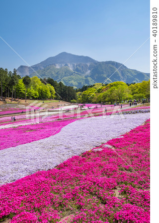 綿羊山公園風景有Shibazakura的在盛開 40189810