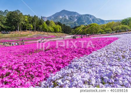 Landscape of Sheep Mountain Park with Shibazakura in full bloom Landscape of Sheep Mountain Park with Shibazakura in full bloom 40189816