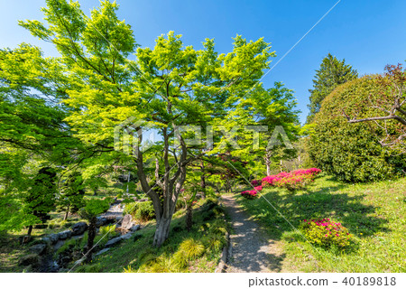 新鮮的綠色綿羊山公園 40189818