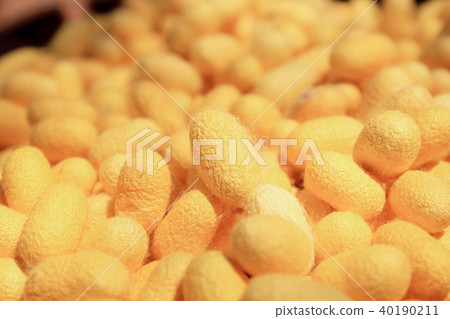 Yellow silkworm cocoon 40190211