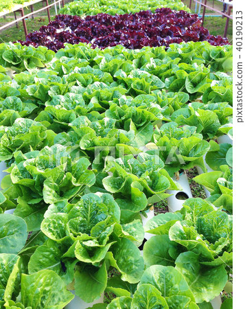 Organic hydroponic vegetable Organic hydroponic vegetable 40190213