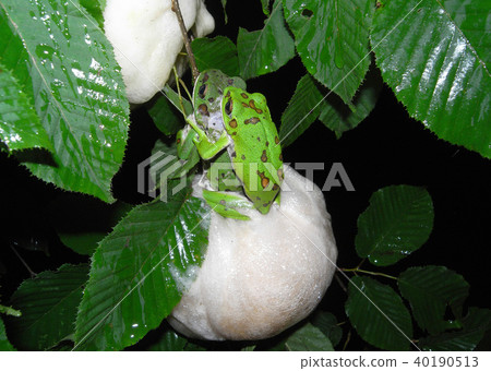 Moly青蛙產卵 Moly青蛙產卵 40190513