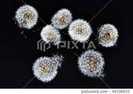 蒲公英的絨毛 40190635