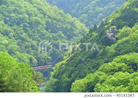 日野觀光鐵路上的火車穿過新鮮的綠色Hozu峽谷第1部分 日野觀光鐵路上的火車穿過新鮮的綠色Hozu峽谷第1部分 40191065