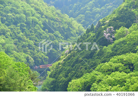 日野觀光鐵路上的火車穿過新鮮的綠色Hozu峽谷第2部分 日野觀光鐵路上的火車穿過新鮮的綠色Hozu峽谷第2部分 40191066