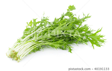 Mizuna lettuce isolated Japanese Mustard Mizuna lettuce isolated Japanese Mustard 40191133