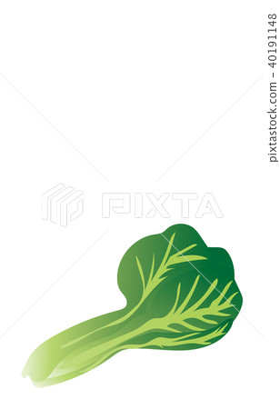 日本蔬菜油菜 日本蔬菜油菜 40191148