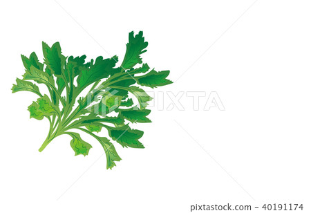 蔬菜蔬菜 蔬菜蔬菜 40191174