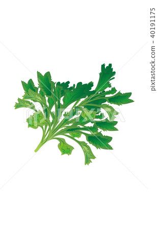 蔬菜蔬菜 蔬菜蔬菜 40191175