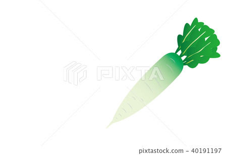 Vegetable radish 40191197