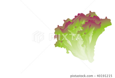 蔬菜陽光萵苣 蔬菜陽光萵苣 40191215