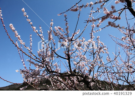 Shirokai的梅梅 40191329