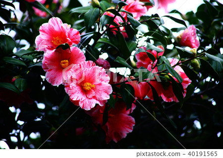 Flower of the rose Oki Flower of the rose Oki 40191565