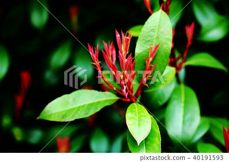 cannadorobi新的葉子 cannadorobi新的葉子 40191593