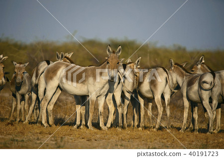 Asiatic Wild Ass, Equus hemionus khur, Gujarat Asiatic Wild Ass, Equus hemionus khur, Gujarat 40191723