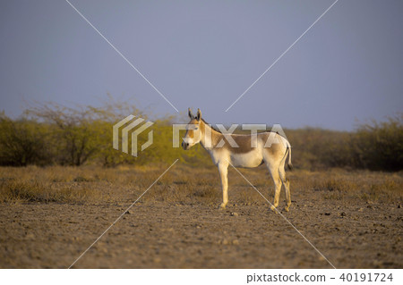Asiatic Wild Ass, Equus hemionus khur, Gujarat Asiatic Wild Ass, Equus hemionus khur, Gujarat 40191724