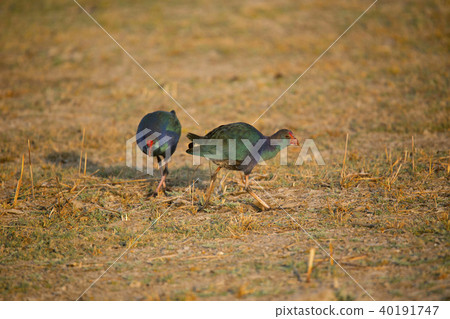 Purple Moorhen, Porphyrio porphyrio, Gujarat Purple Moorhen, Porphyrio porphyrio, Gujarat 40191747