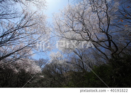 和泉公園的Ed Hegan 和泉公園的Ed Hegan 40191822