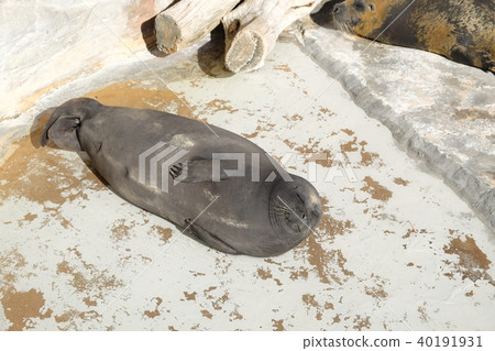Sunbathing Baikal Seal 40191931