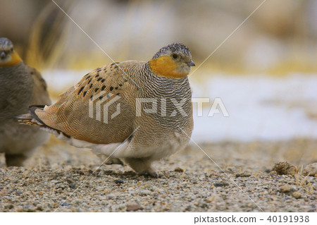 Tibetan Sandgrouse, Syrrhaptes tibetanus, Hanle 40191938