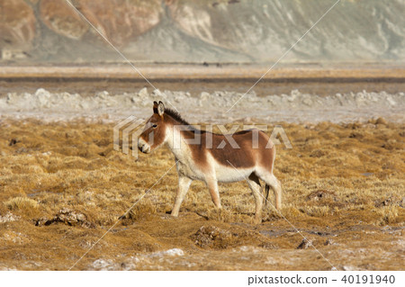 Tibetan Wild Ass, Equus kiang, Jammu Kashmir Tibetan Wild Ass, Equus kiang, Jammu Kashmir 40191940