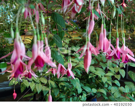 Fuchsia flower-1 40192030