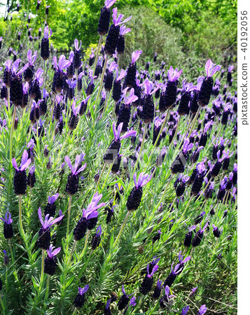 Lavender flowers 40192056