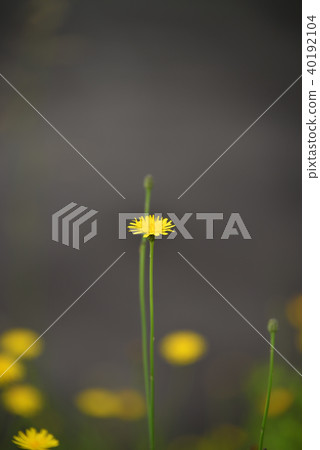  蒲公英 40192104