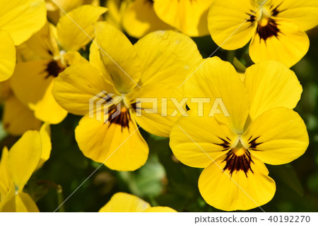 早春之花 早春之花 40192270