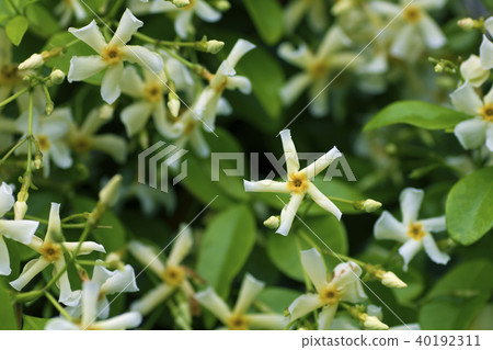 Taika Kazura. Taika Kazura. 40192311