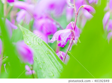 紫色蘭花，矽烷，雨，滴 40192849