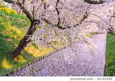 Sakura Ukihori花筏在弘前公園 照片素材 圖片 圖庫