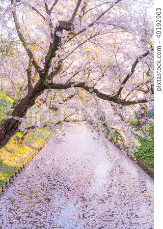 Sakura Ukihori花筏在弘前公園 40192903