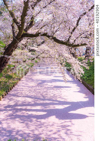 Sakura Ukihori花筏在弘前公園 40192904
