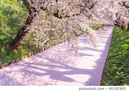 Sakura Ukihori花筏在弘前公園 照片素材 圖片 圖庫