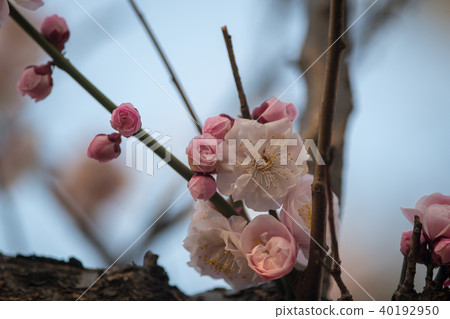 Crimson plum blossom blossoms / oil surface park (Tokyo) Crimson plum blossom blossoms / oil surface park (Tokyo) 40192950