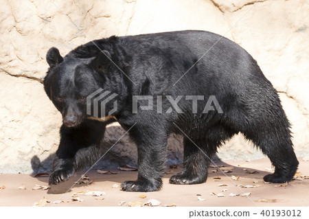 亞洲黑熊 亞洲黑熊 40193012