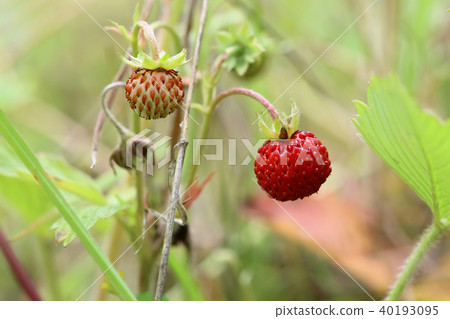 Detail of the wild strawberries - forest products 40193095