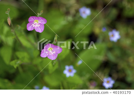 Yuugesho. Yuugesho. 40193170