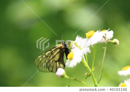 一隻蝴蝶9 40193198