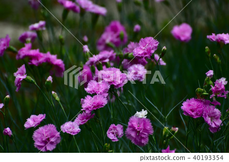 丁香粉紅色的花 丁香粉紅色的花 40193354