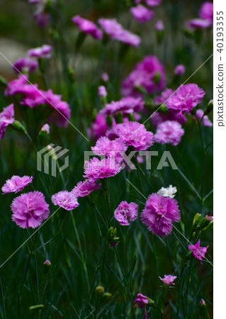 丁香粉紅色的花 丁香粉紅色的花 40193355