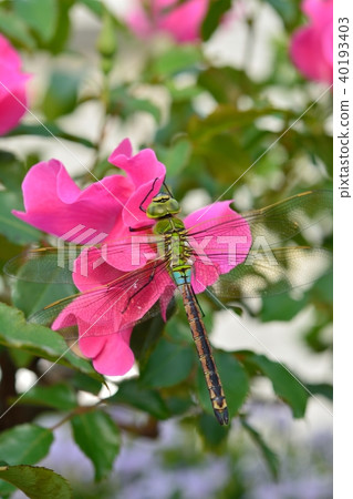 Male of Ginyanma 40193403