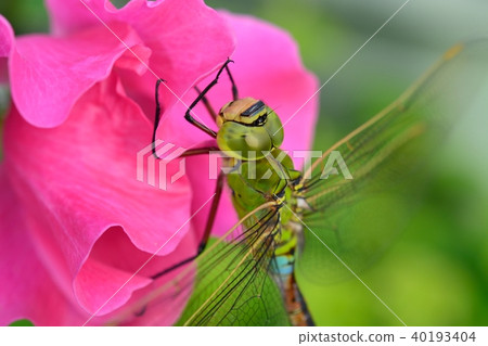 Male of Ginyanma 40193404