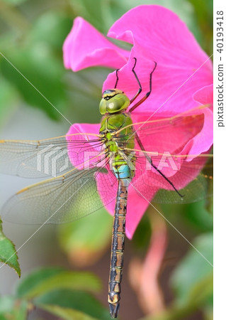 Male of Ginyanma 40193418