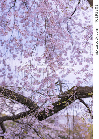 Weeping cherry blossoms and blue sky, looking up at weeping cherry blossoms, weeping cherry blossoms in full bloom, spring flowers, spring scenery, lovely, colorful, vertical composition 40193501