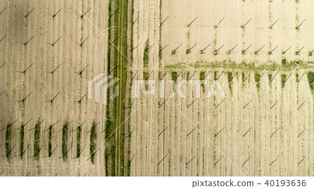 Aerial view on hops field. Field of hops before harvesting. Aerial view on hops field. Field of hops before harvesting. 40193636