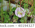 Bee pollination 40194327